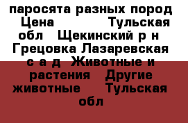 паросята разных пород › Цена ­ 4 000 - Тульская обл., Щекинский р-н, Грецовка Лазаревская с/а д. Животные и растения » Другие животные   . Тульская обл.